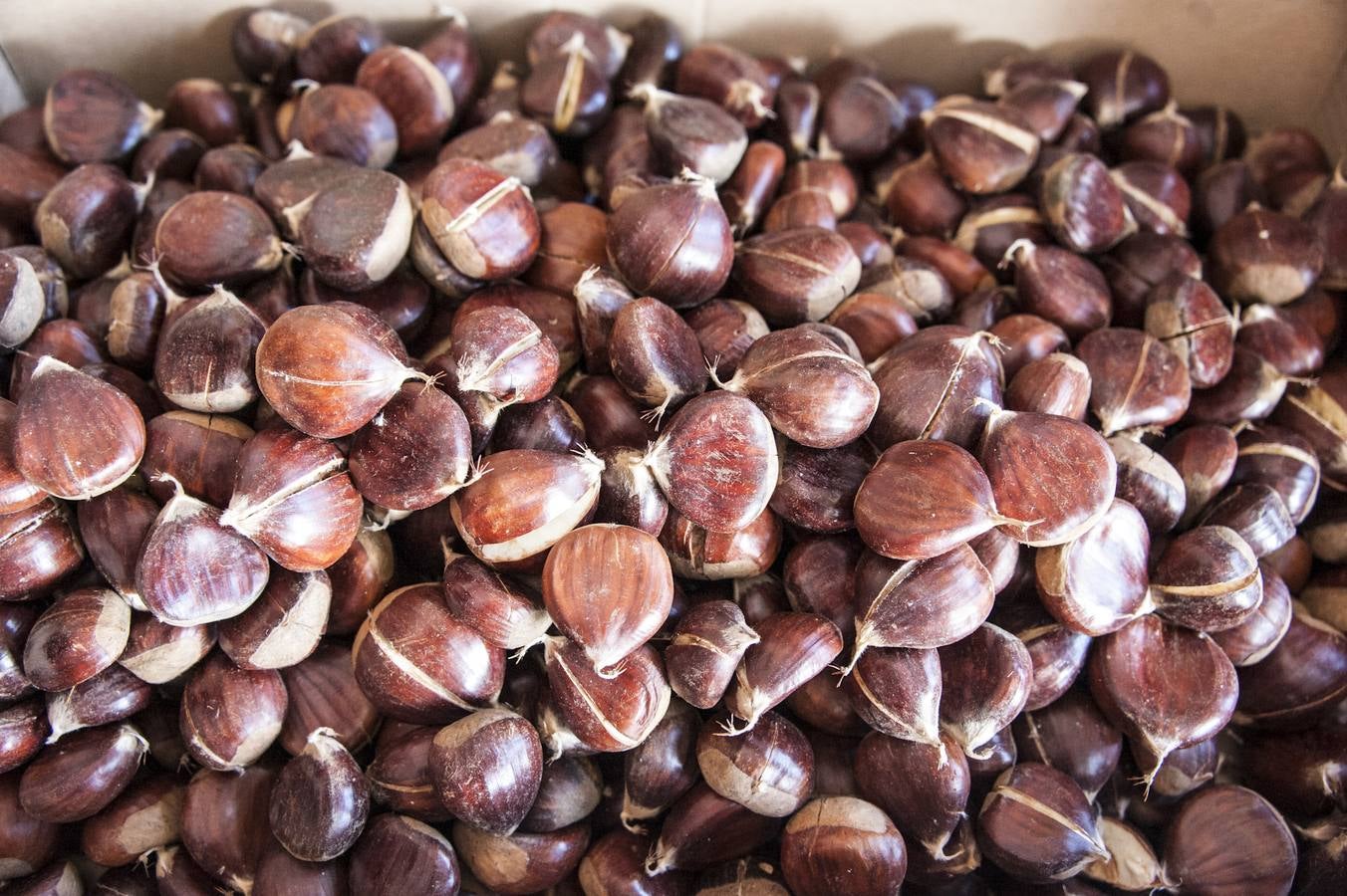 Los escolares del colegio Enrique Segura Covarsí de Badajoz preparan las actividades de Halloween. Fotografía: Pakopí