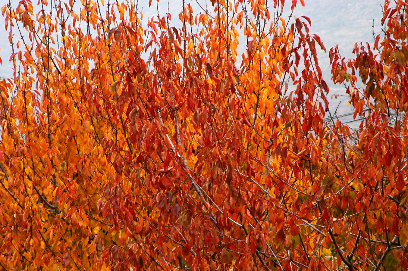 El otoño en el Valle del Jerte