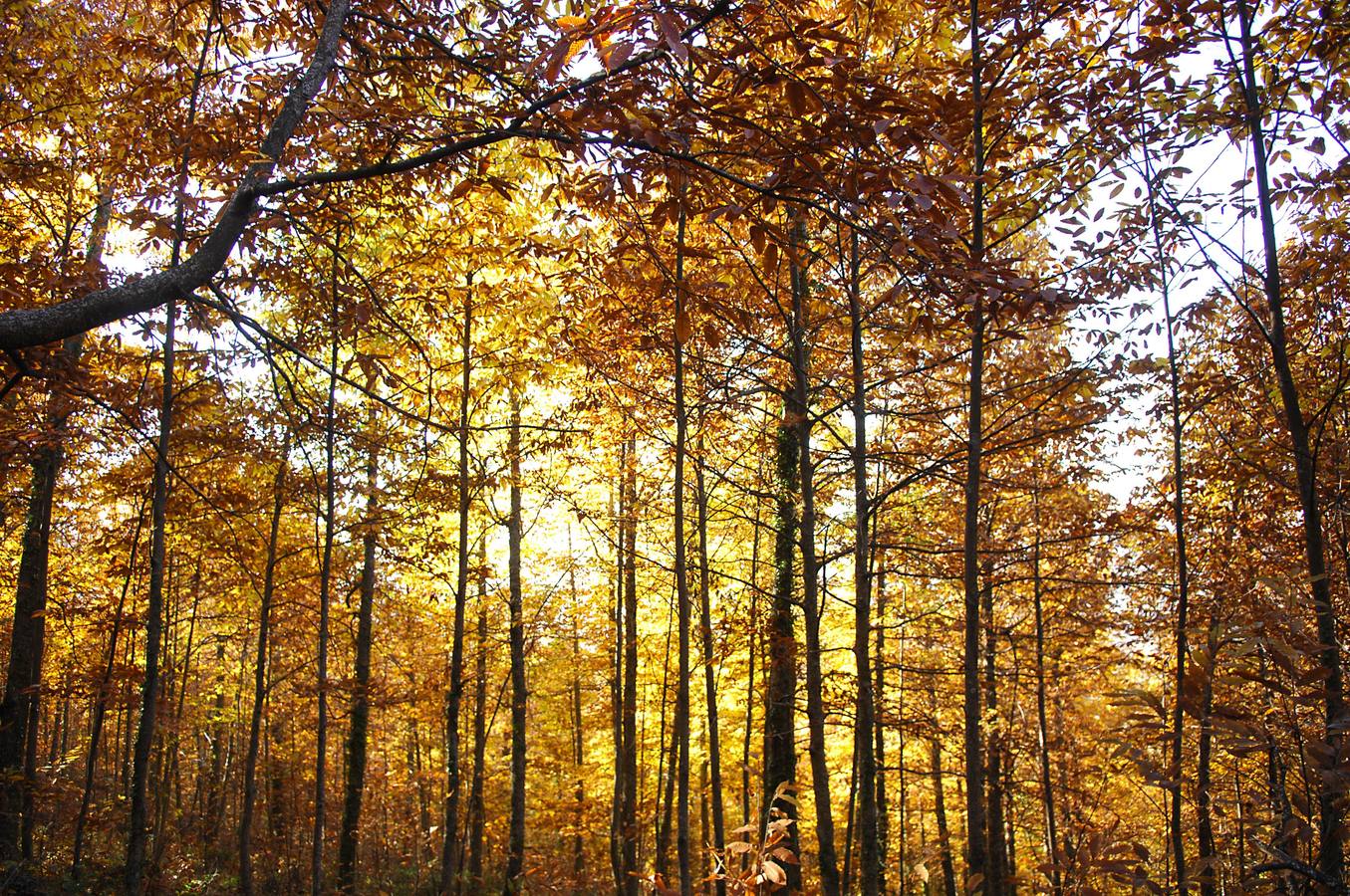 El otoño en el Valle del Jerte