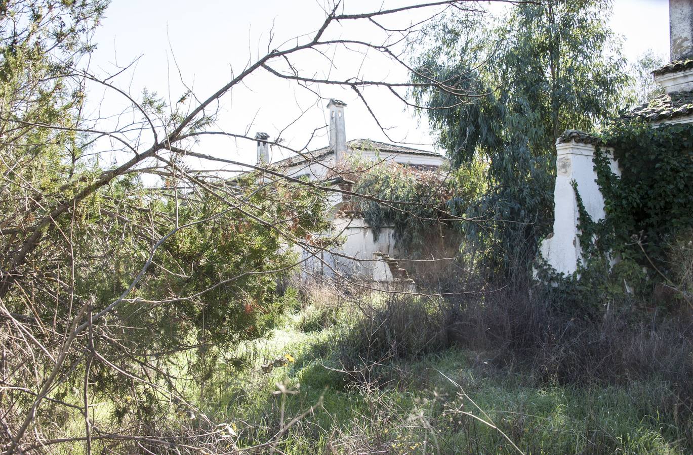 La maleza invade la colonia de la base de Talavera