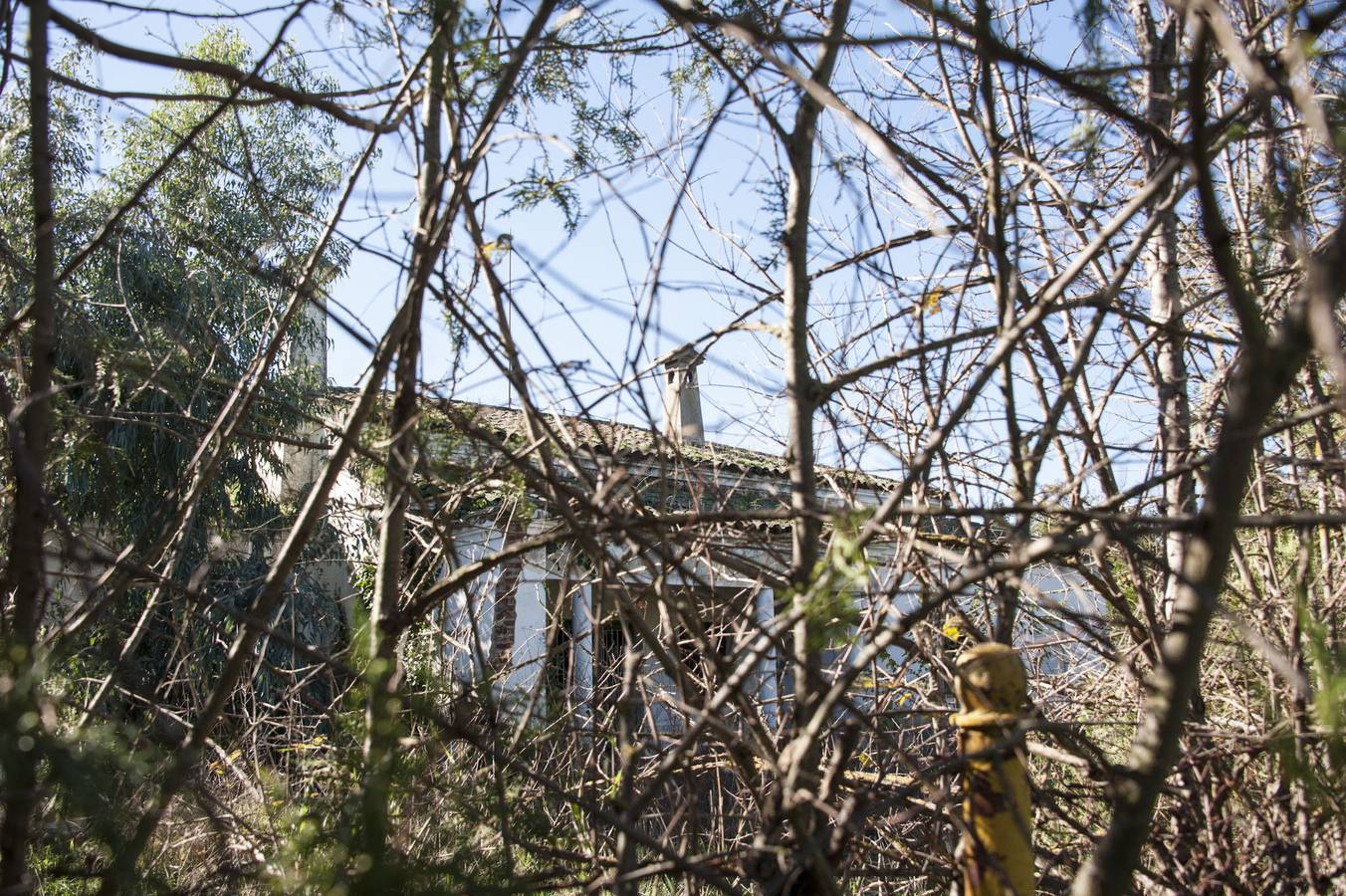 La maleza invade la colonia de la base de Talavera