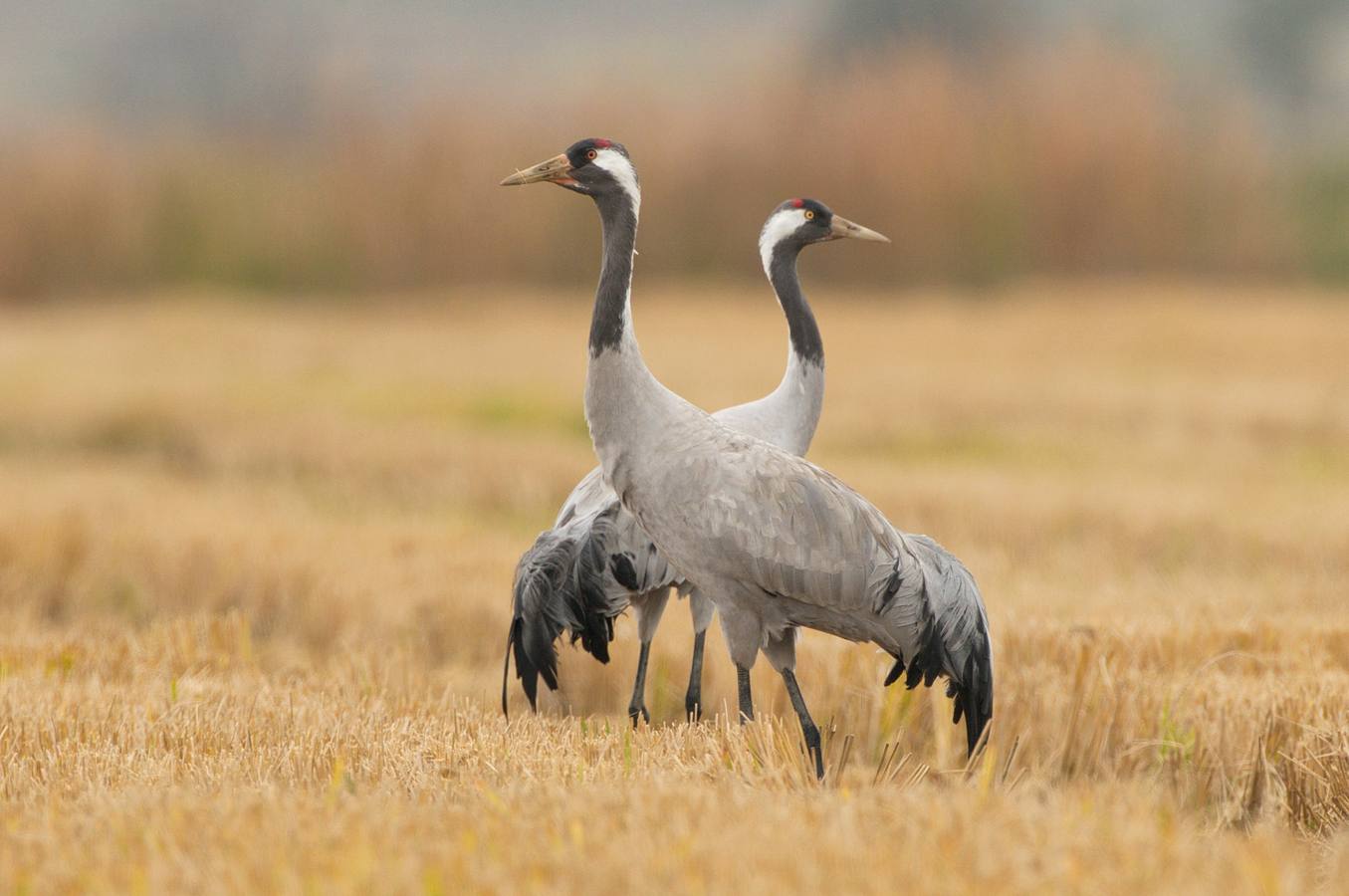 Fotografía: Atanasio