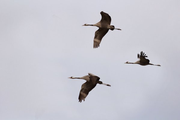 Las grullas siguen fieles al invierno extremeño