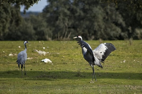 Las grullas siguen fieles al invierno extremeño