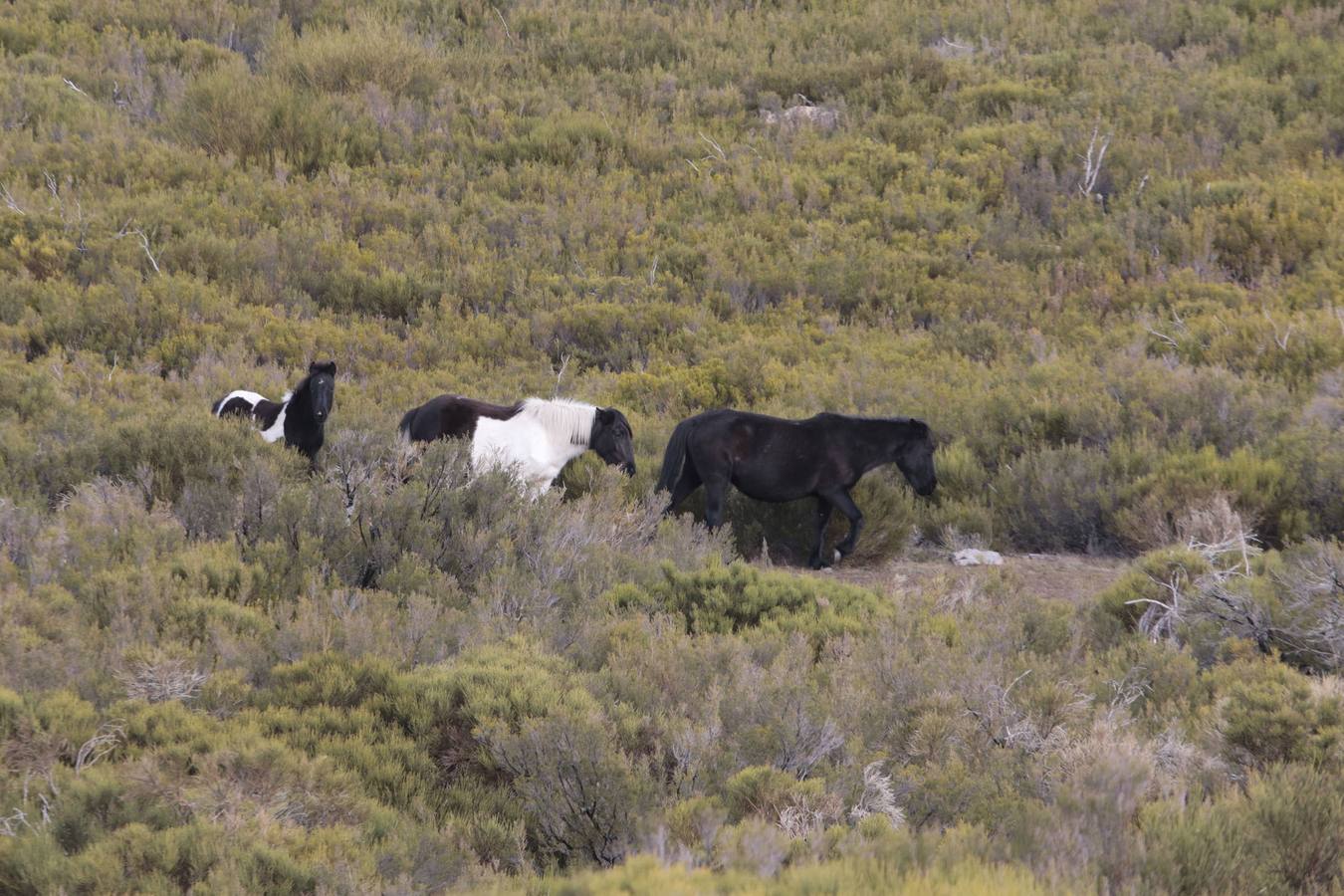 Los caballos más salvajes de Europa trotan en la Vera