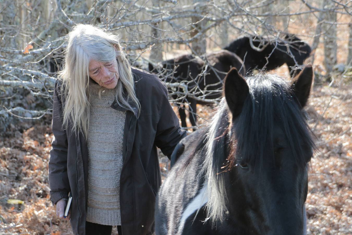 Los caballos más salvajes de Europa trotan en la Vera