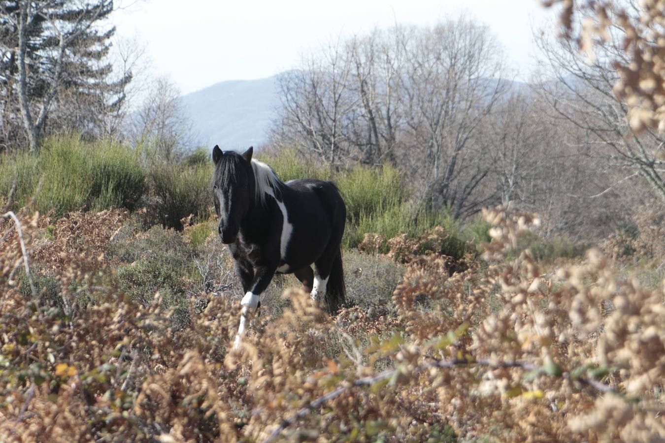 Los caballos más salvajes de Europa trotan en la Vera