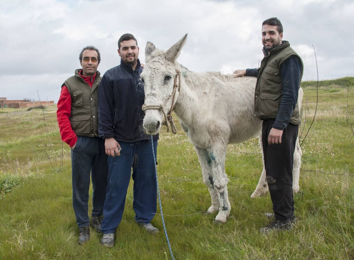 Lunes, 18 de enero: Ramón Ayala cuida en una finca de Llera a 'Muliki', una mula que encontró moribunda cuando practicaba ciclismo junto a Pueblonuevo. Fotografías: Pakopí