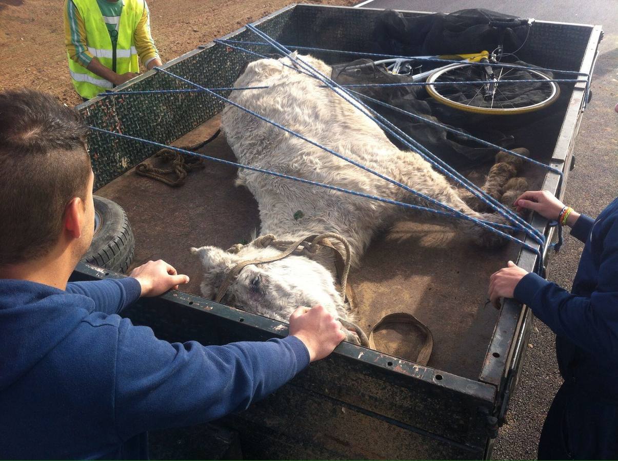 Lunes, 18 de enero: Ramón Ayala cuida en una finca de Llera a 'Muliki', una mula que encontró moribunda cuando practicaba ciclismo junto a Pueblonuevo. Fotografías: Pakopí
