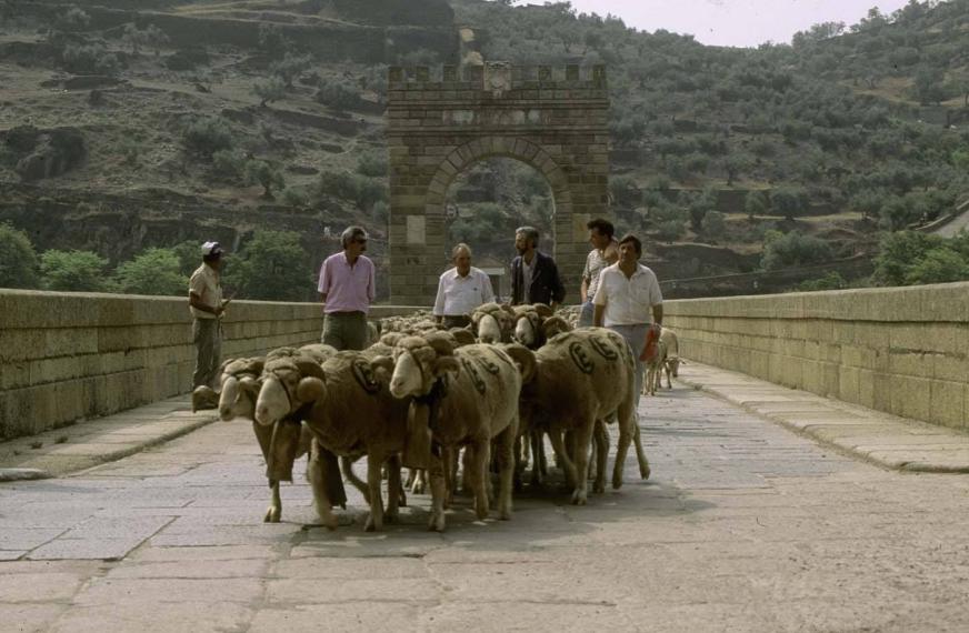 Las rutas trashumantes de Cesáreo Rey