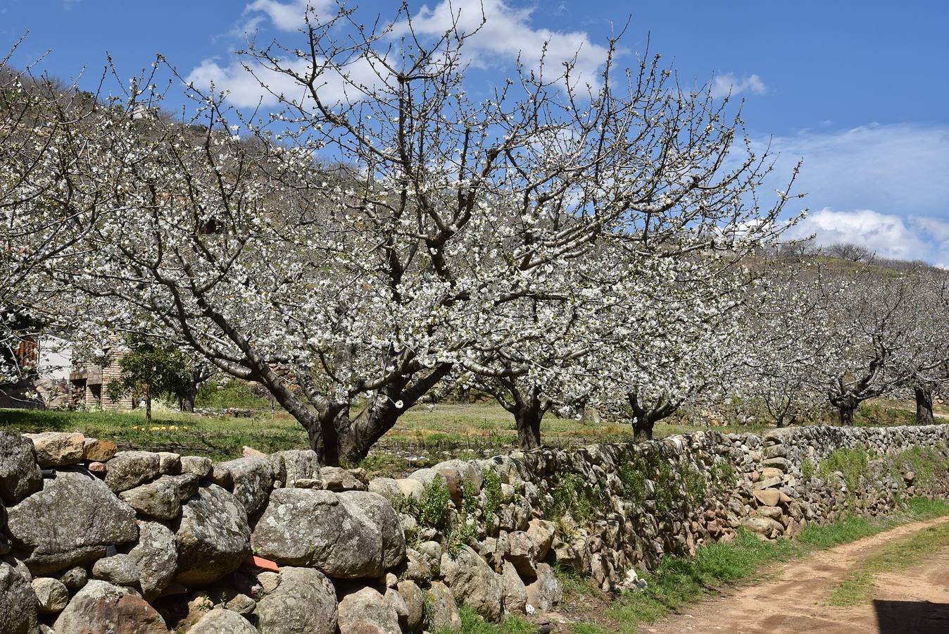 El Valle del Jerte comienza a florecer