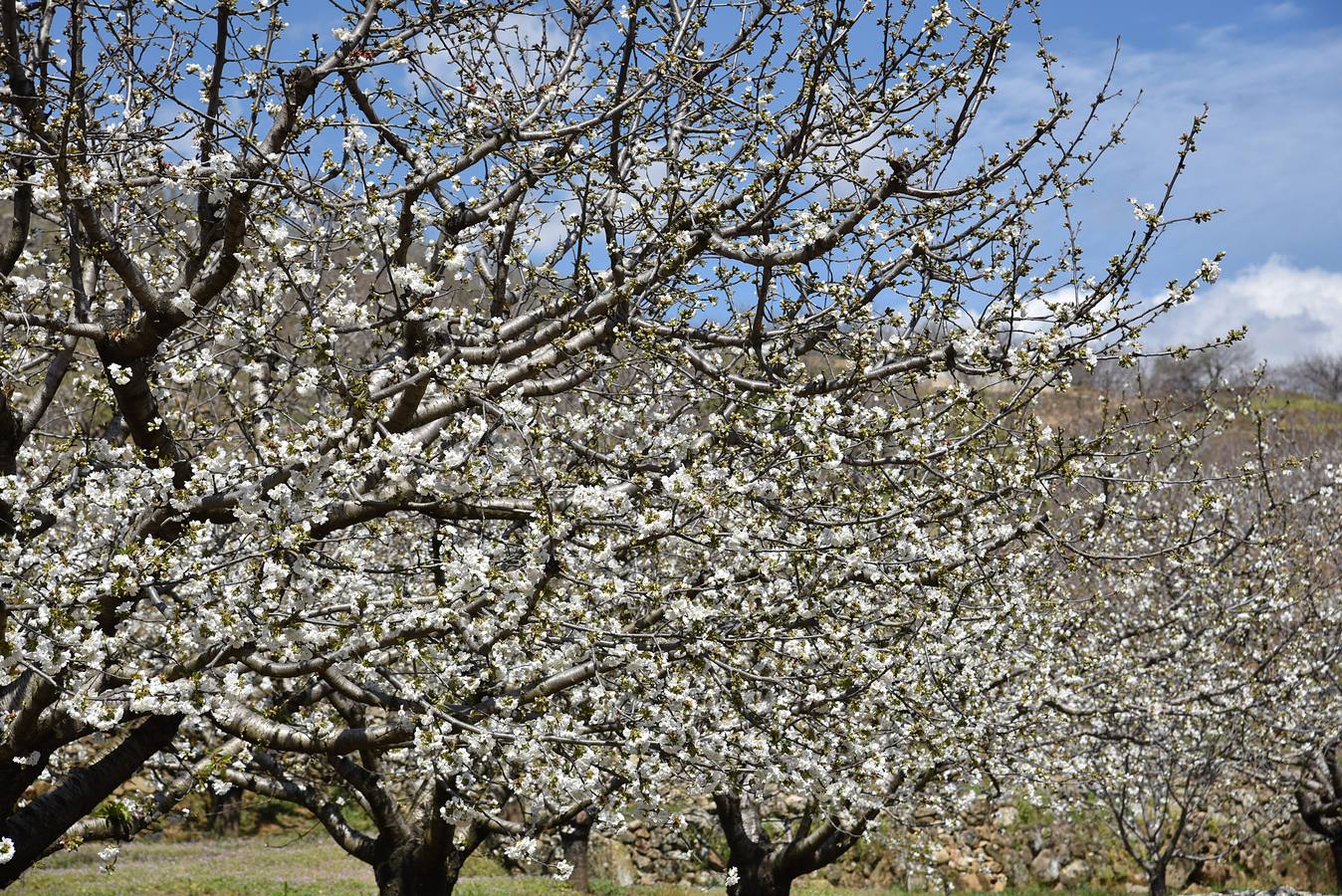 El Valle del Jerte comienza a florecer