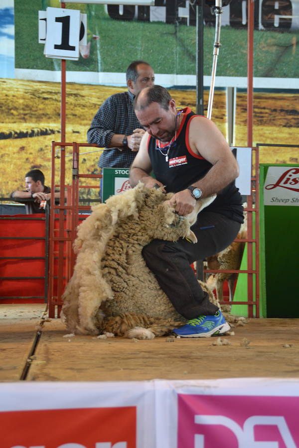 Campeonato de España de Merinas VIII Open de Esquileo de Extremadura