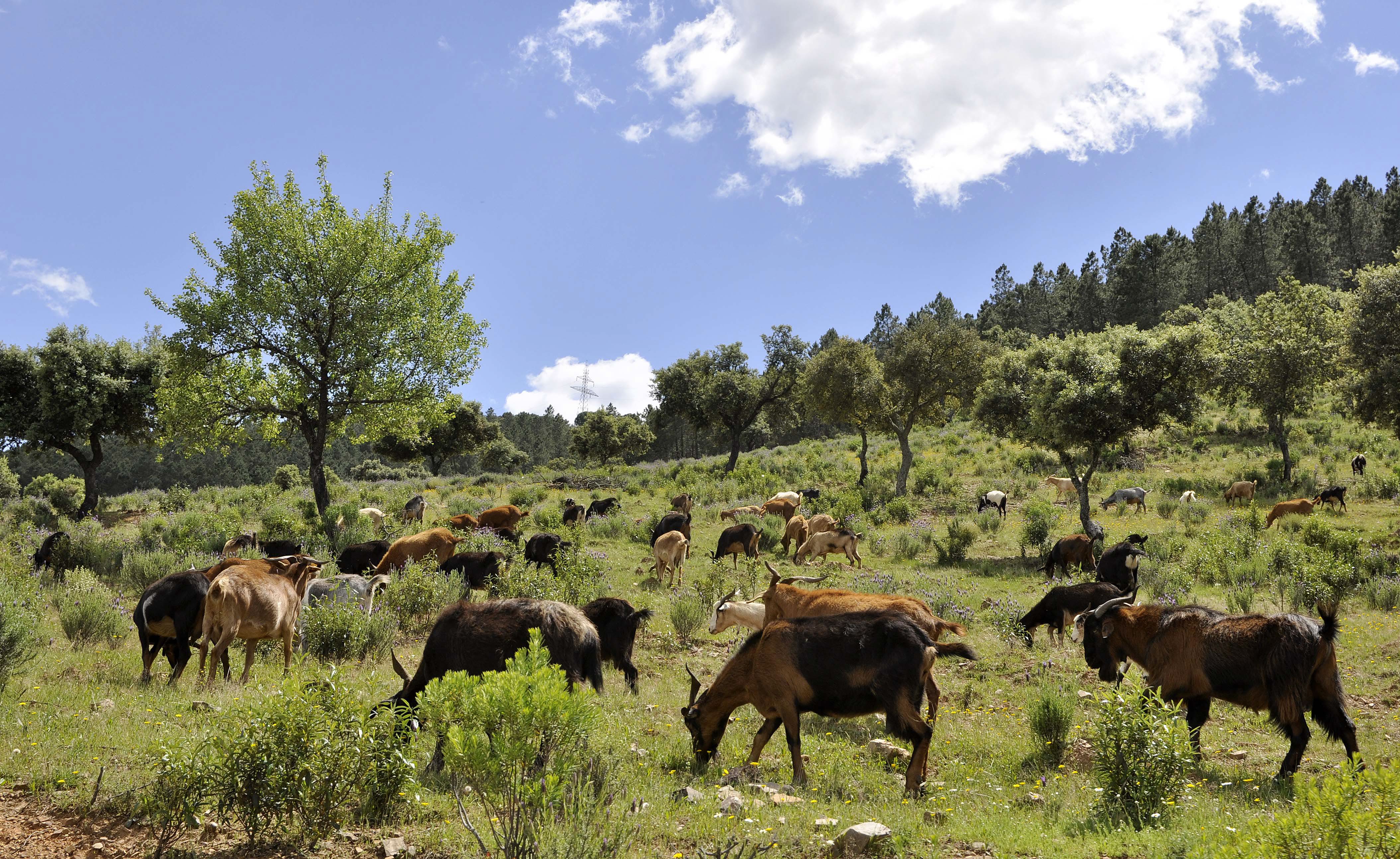 La Siberia quiere ser Reserva de la Biosfera