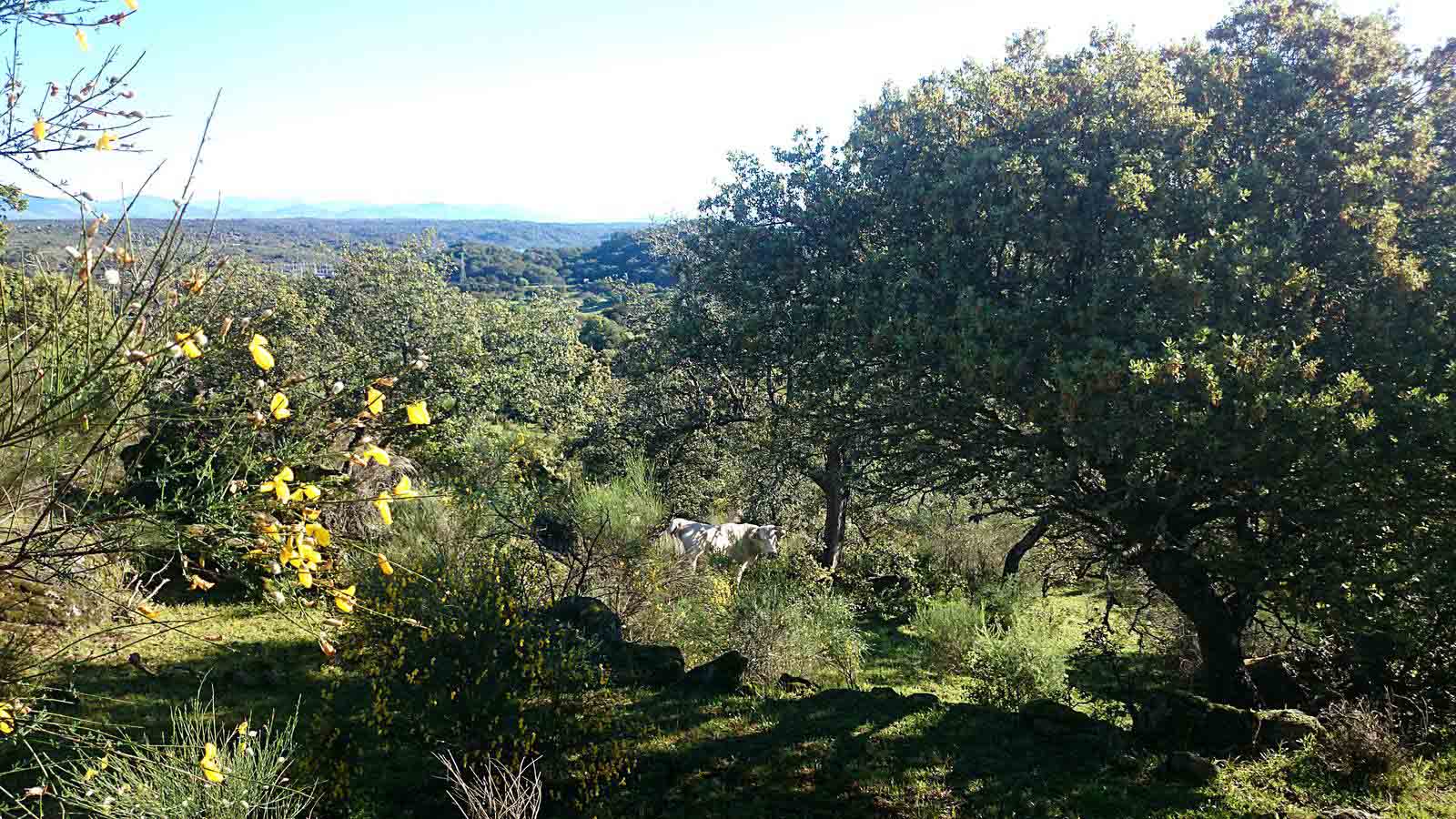 La primavera en el norte de Extremadura