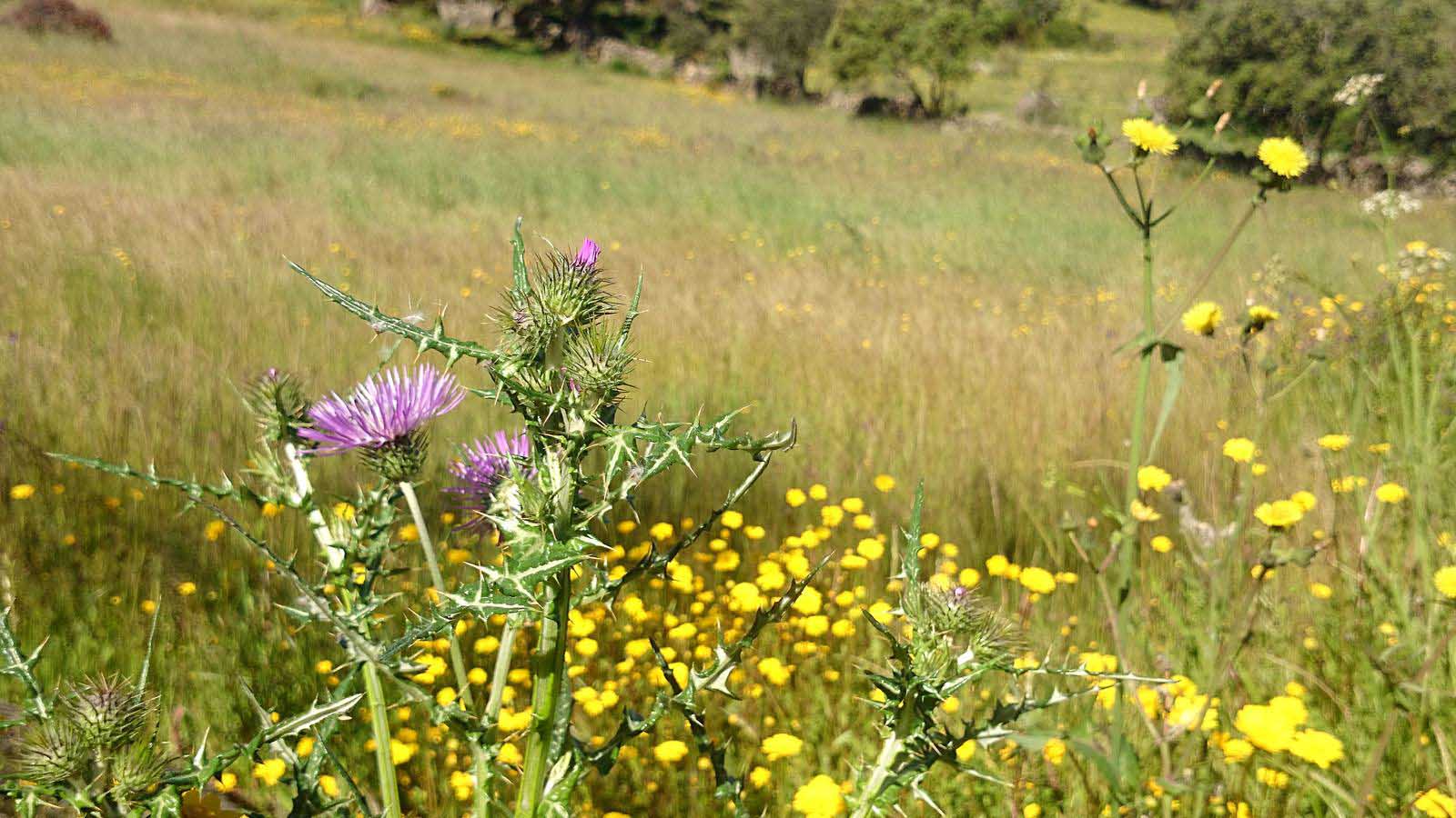 La primavera en el norte de Extremadura