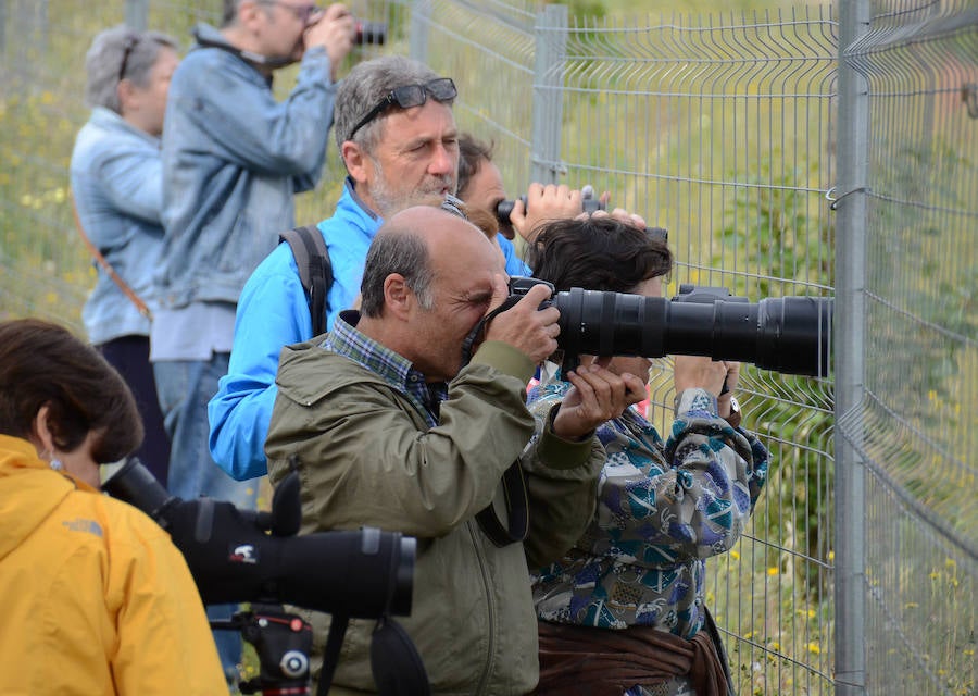 La avifauna del Guadiana a su paso por Badajoz