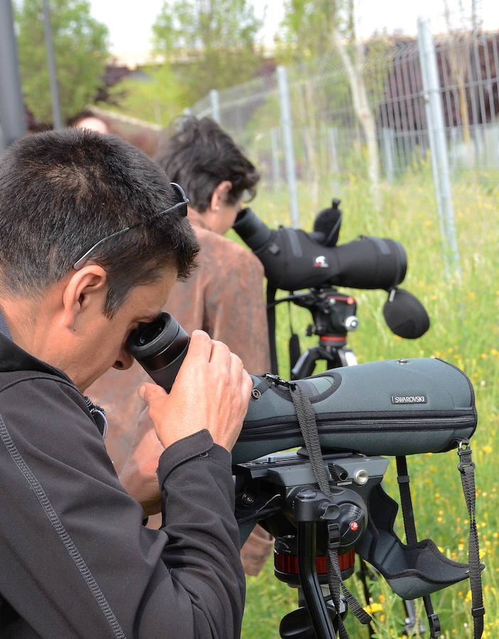 La avifauna del Guadiana a su paso por Badajoz