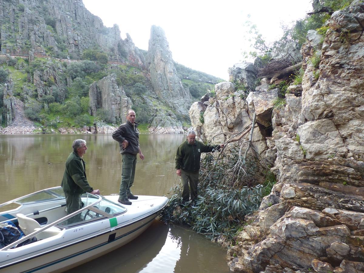 Rescate de huevos de cigüeñas negras