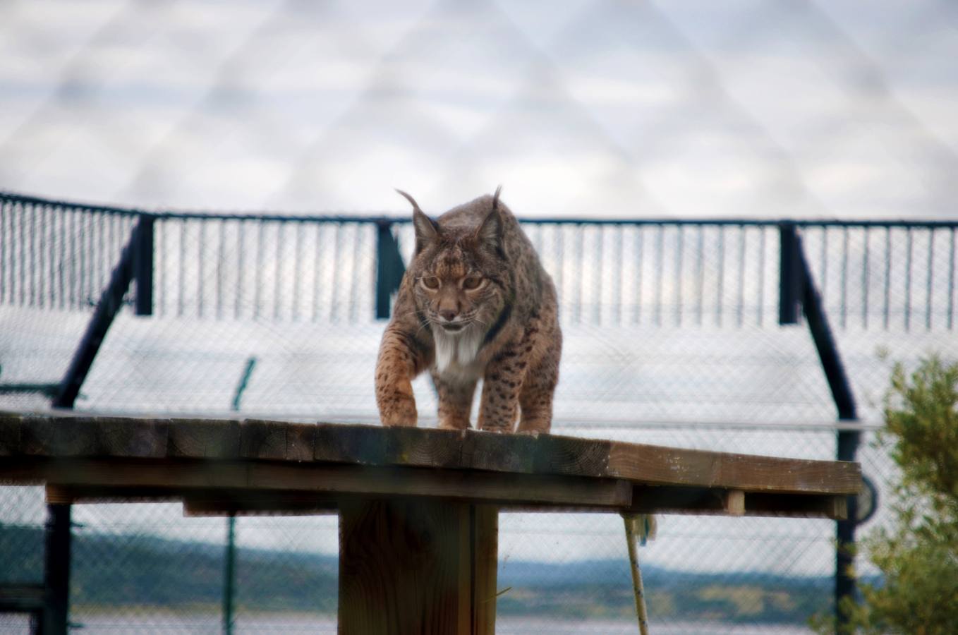 La Reina Sofía visita en centro extremeño de cría del lince ibérico