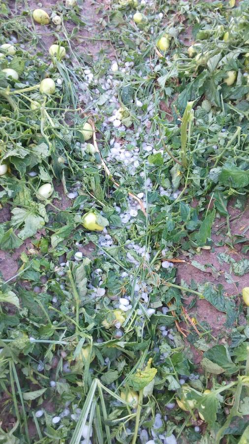 Tomates afectados por el granizo