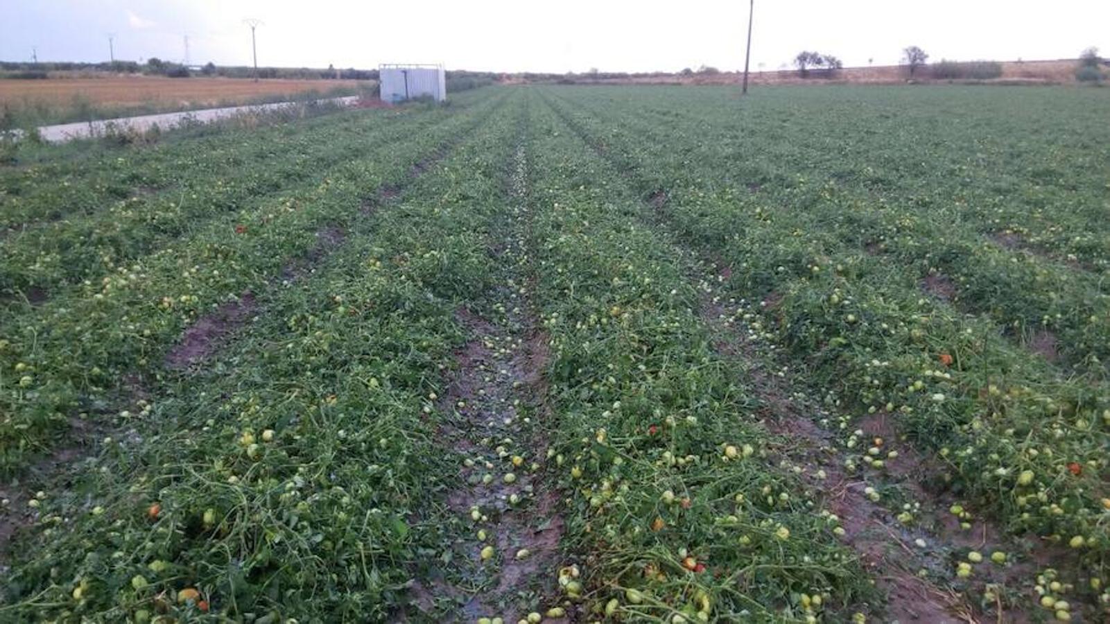 Tomates afectados por el granizo