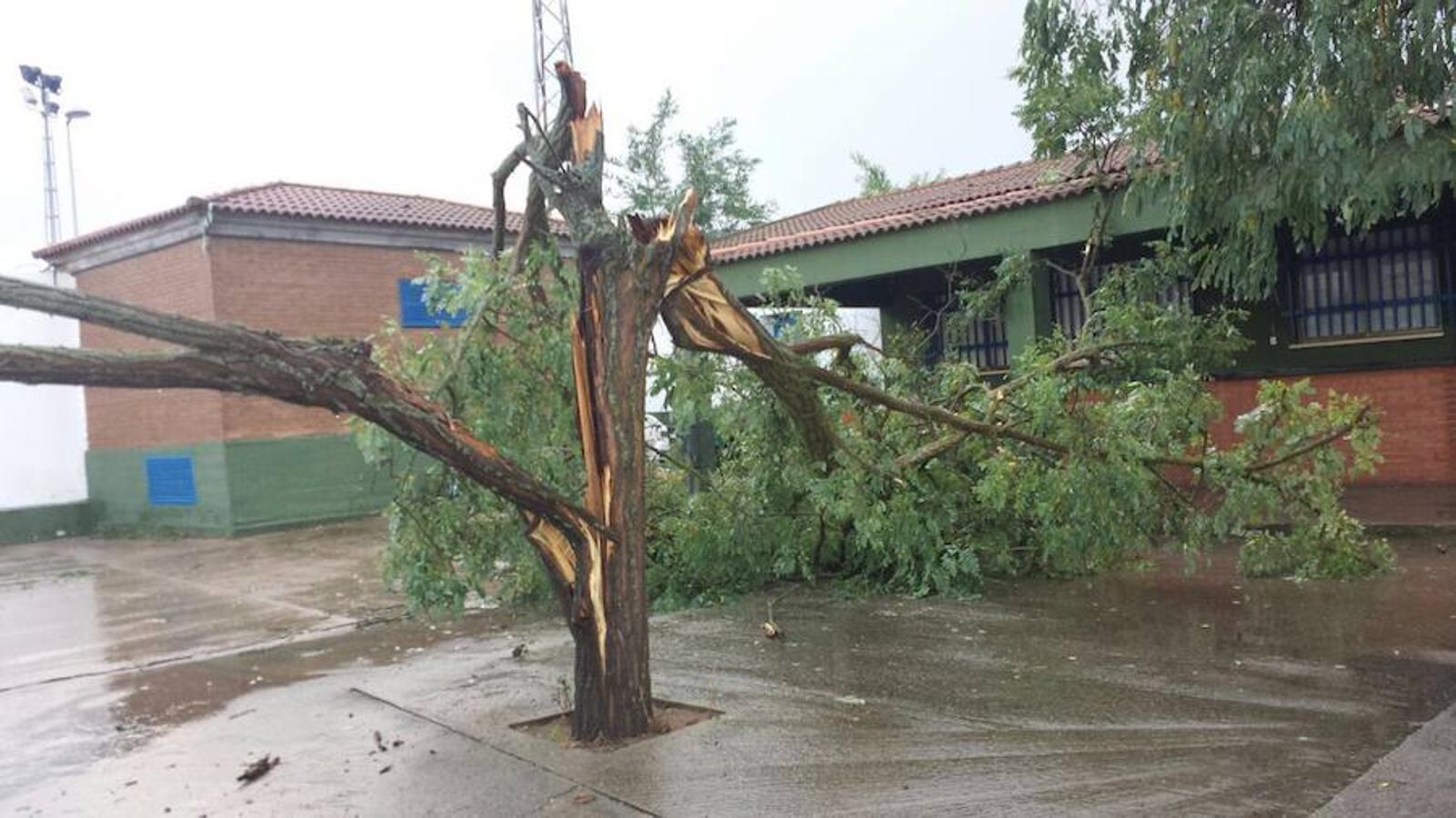 Árbol destrozado cerca del Romero Cuerda