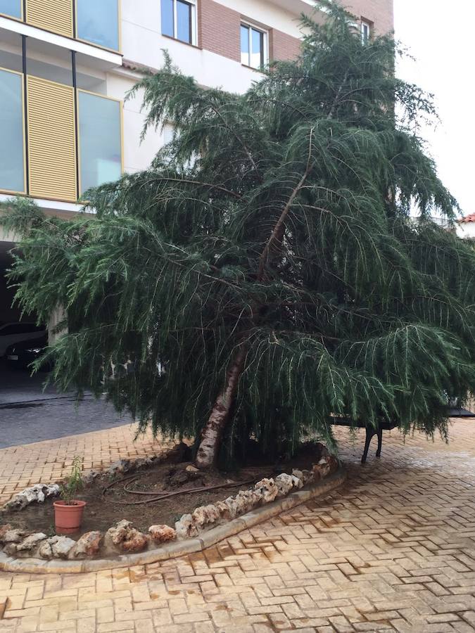 Otro árbol afectado en el residencial Rivera