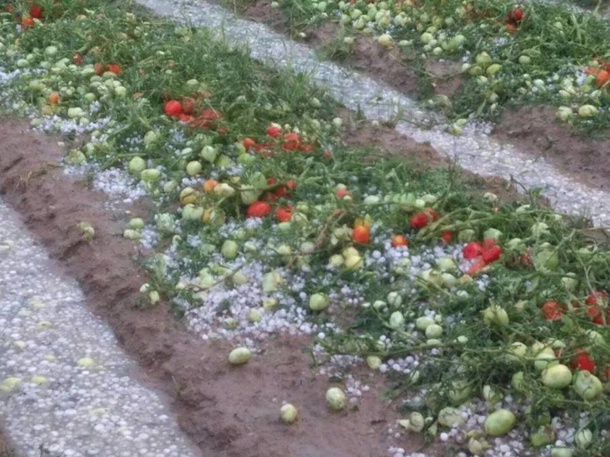 Tomates afectados por el granizo