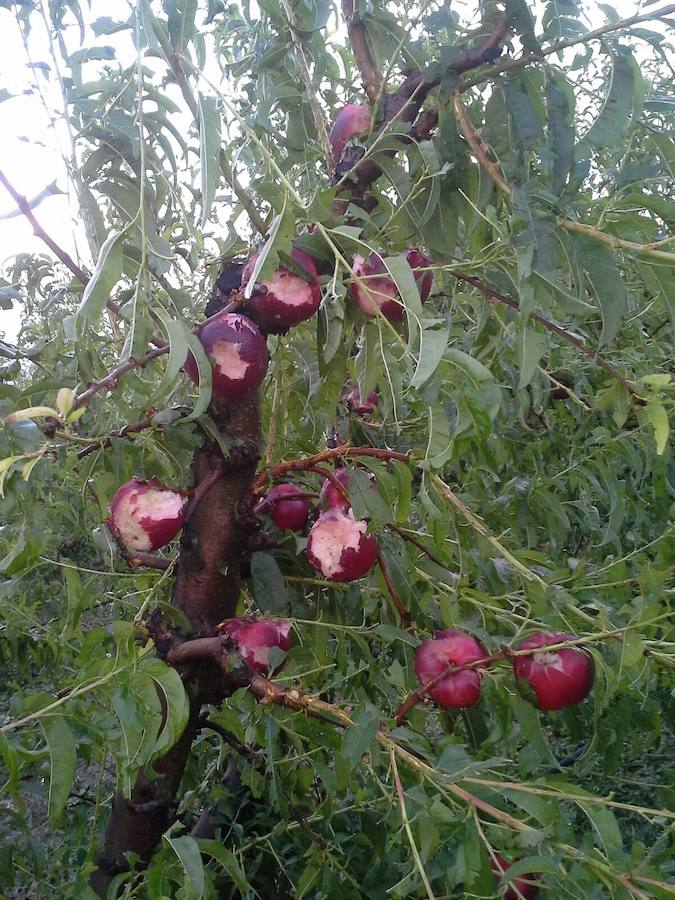 Así han quedado las ciruelas tras la tormenta de granizos