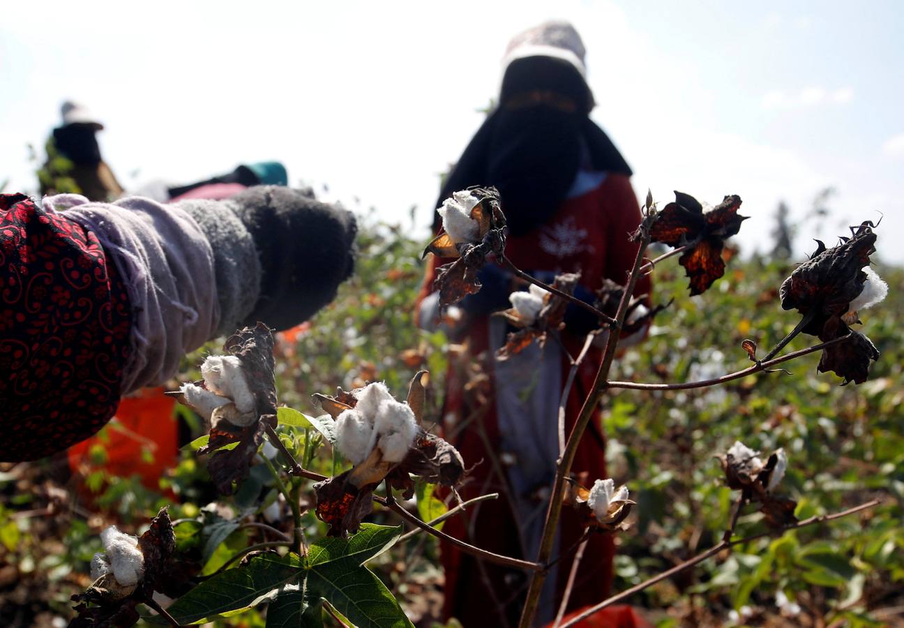 Recogida de algodón en Egipto