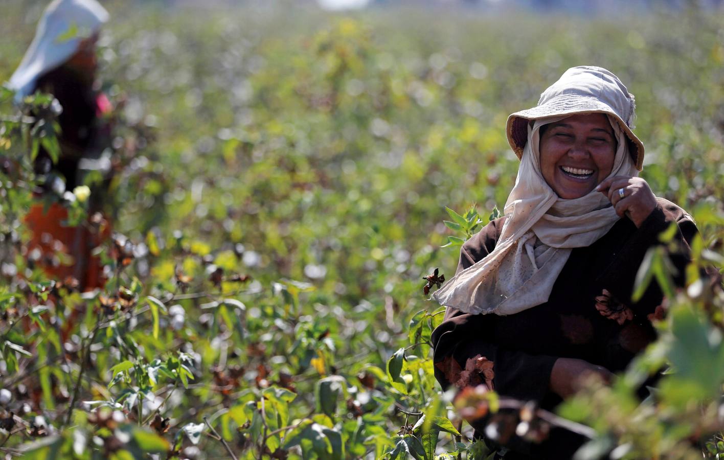 Recogida de algodón en Egipto