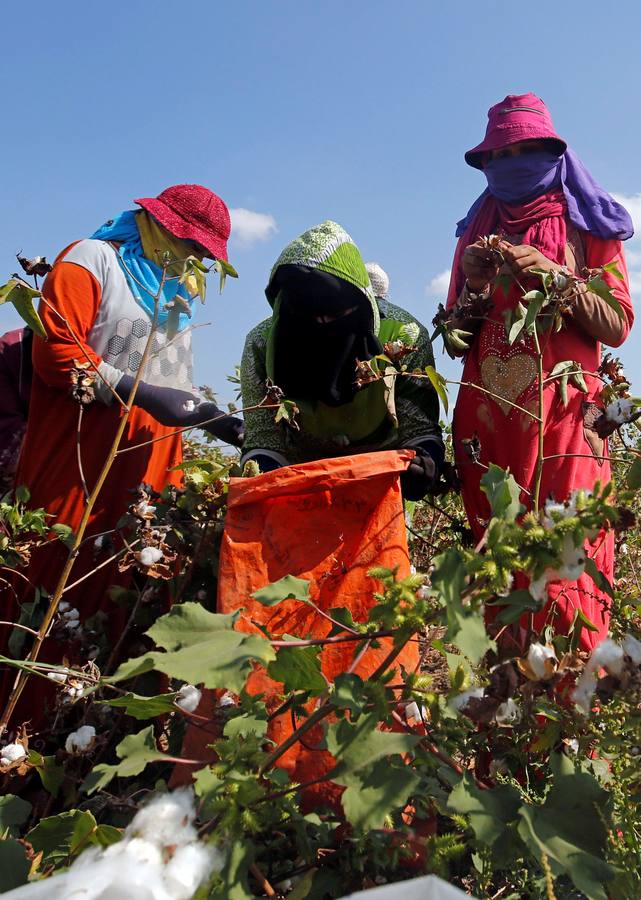 Recogida de algodón en Egipto