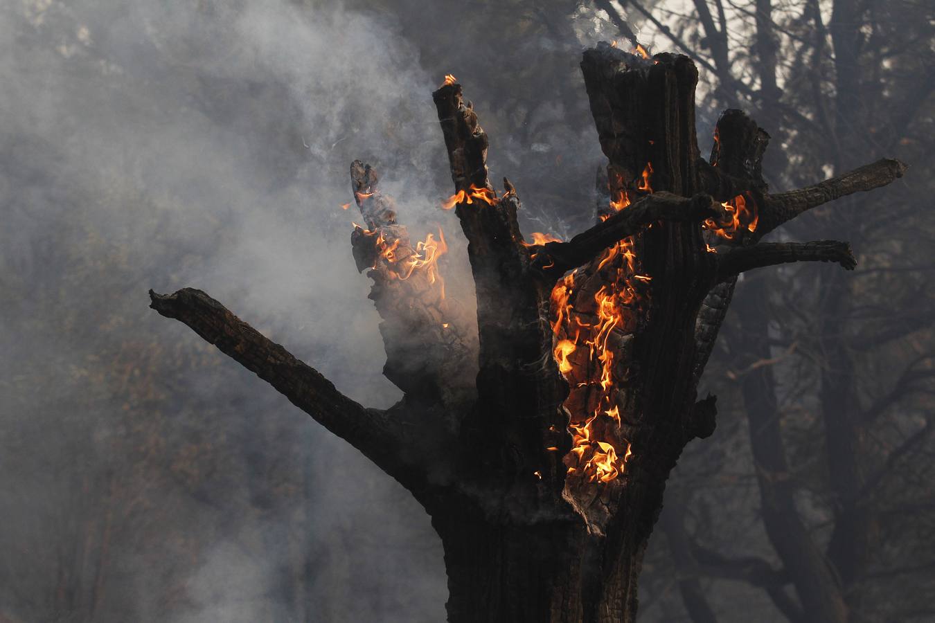 Evacúan a 4.000 personas por el incendio forestal en el sur de Chile