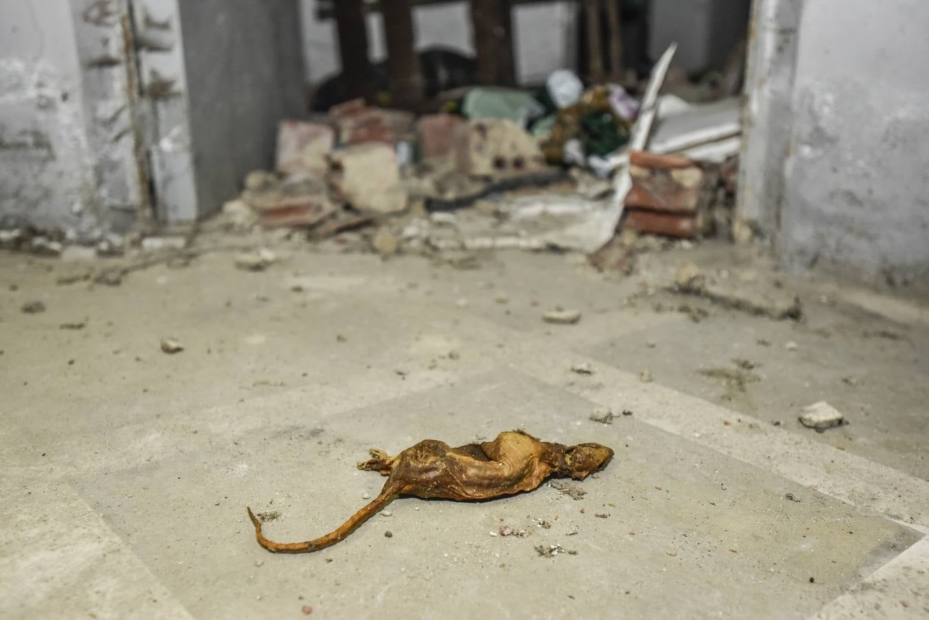 Jueves, 9 de febrero. Una de las familias afectadas del barrio del Gurugú (Badajoz), con dos niños, ha cazado 18 ratas en su casa y no duermen por el ruido que hacen en las paredes. Fotografías: JV Arnelas