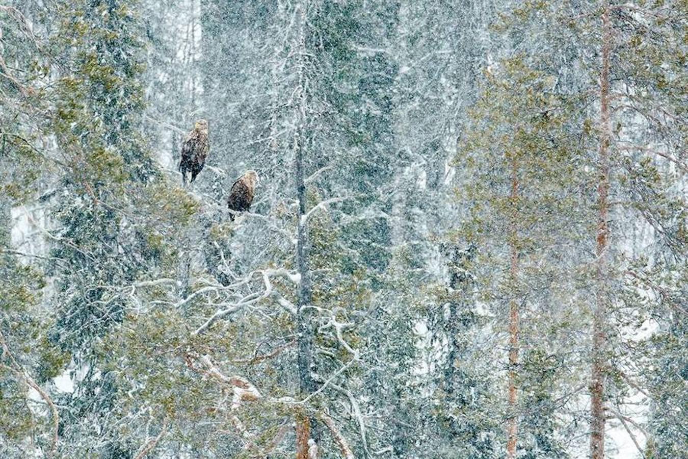 Accésit Canon España a ‘Bajo la nevada’, de Andrés Miguel Domínguez Romero.