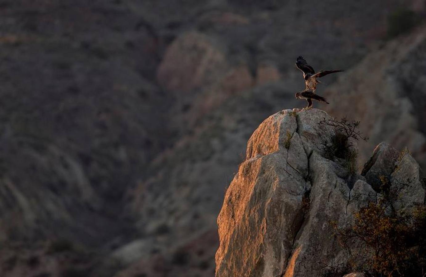 Categoría ‘Aves de España’: ‘Ocaso en la cárcava’, de Tony Peral.
