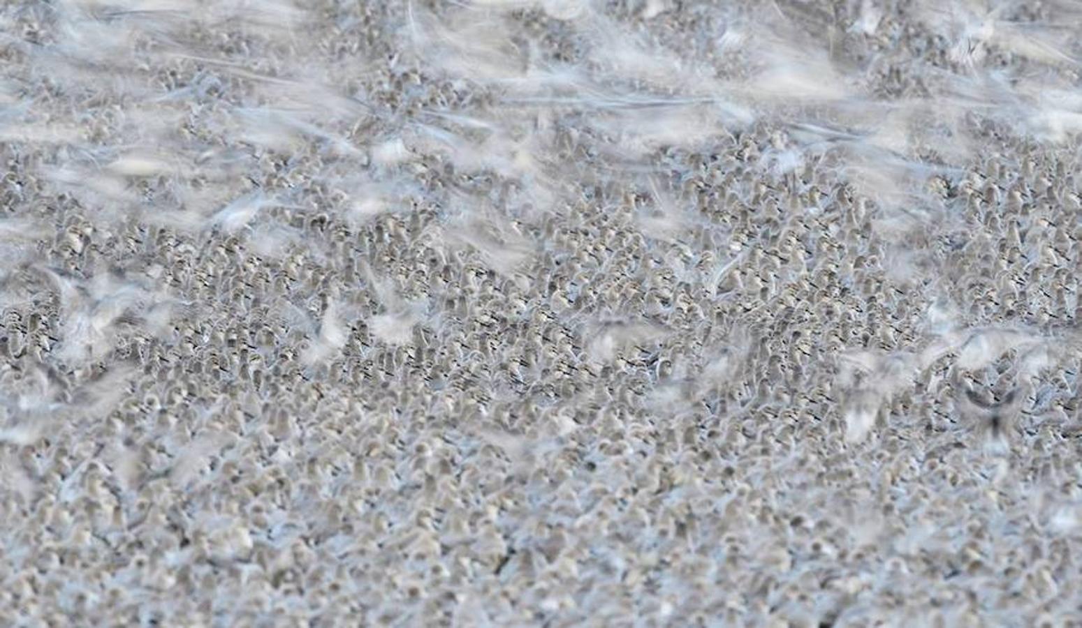 Primer premio FIO 2017: ‘Marea alta’, de José Manuel Grandío