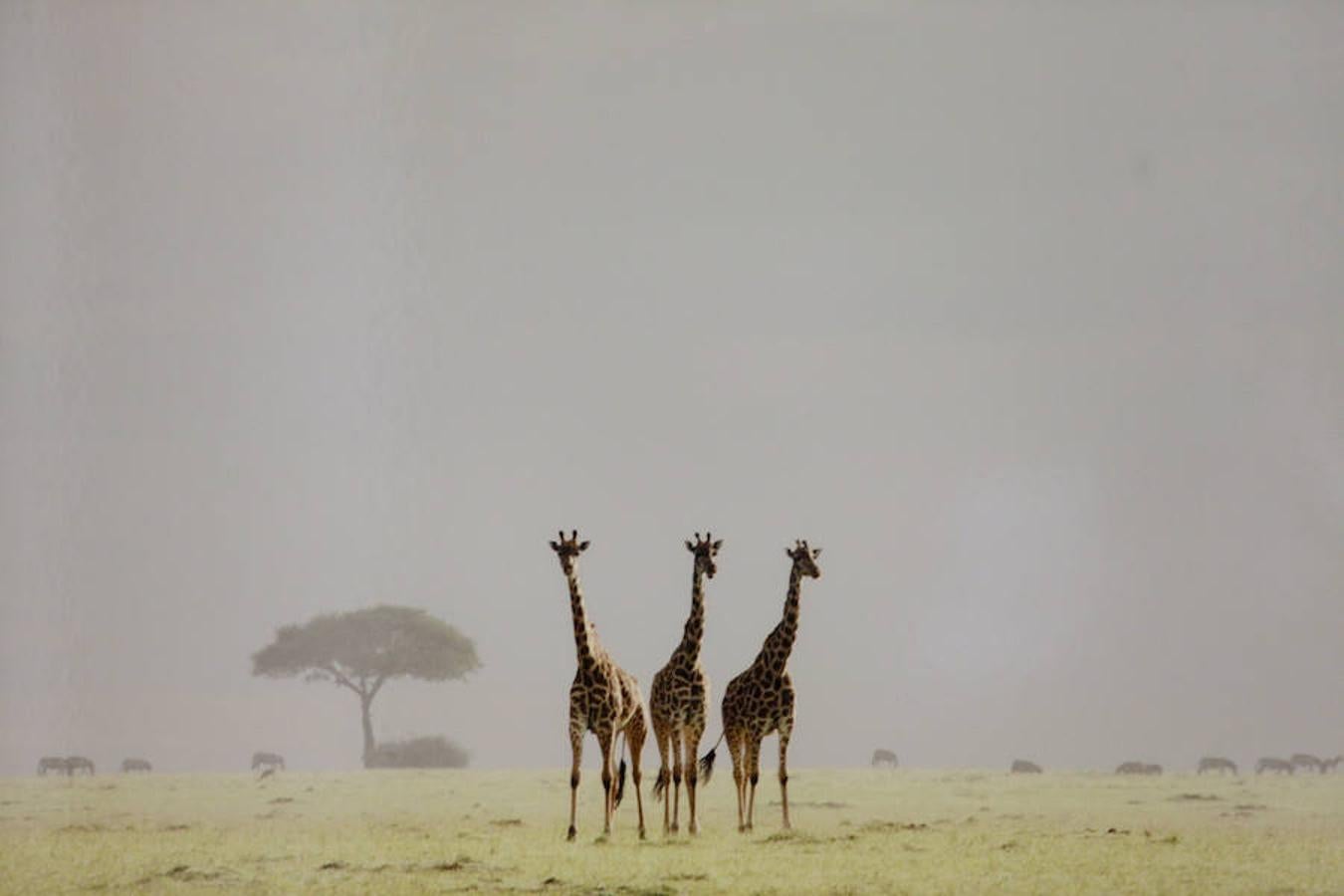 &#039;Memorias de África&#039;, de Alejo Leal