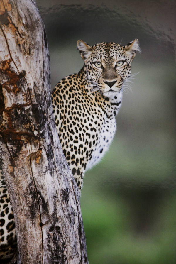 &#039;Memorias de África&#039;, de Alejo Leal