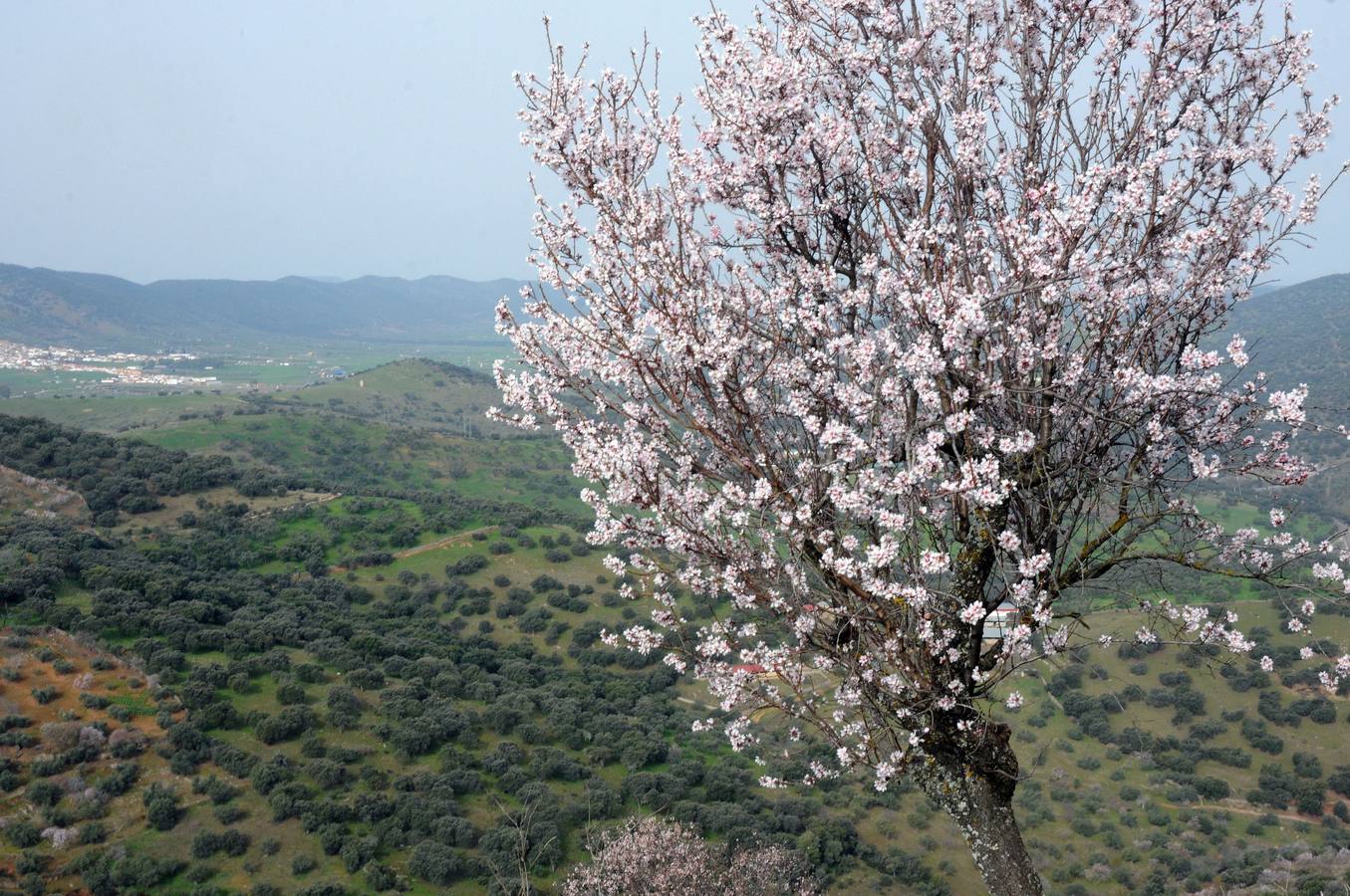 Los almendros en flor en Extremadura