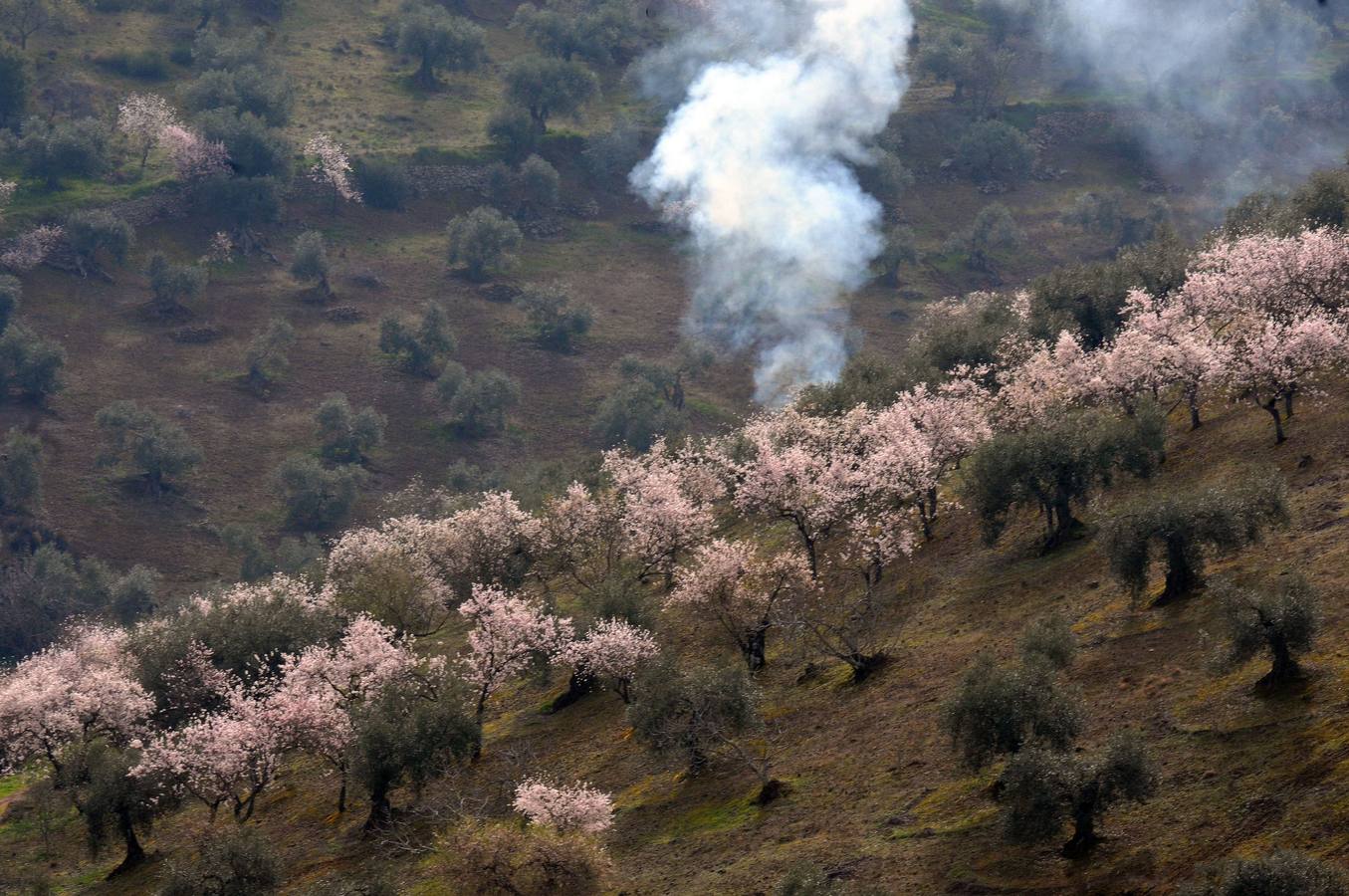 Los almendros en flor en Extremadura