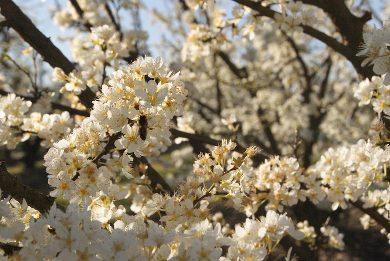 La floración acerca la primavera a Valdelacalzada