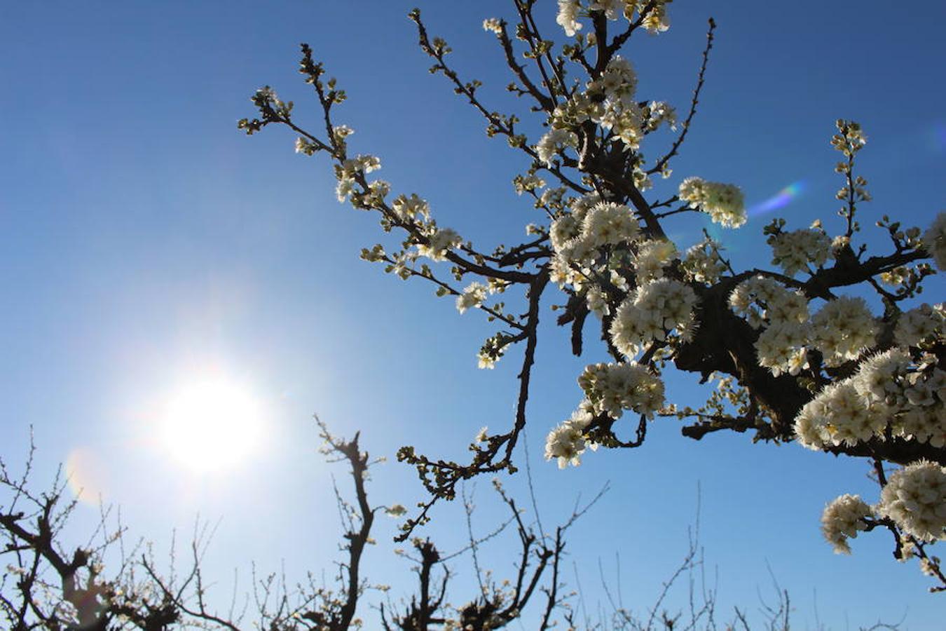 La floración acerca la primavera a Valdelacalzada