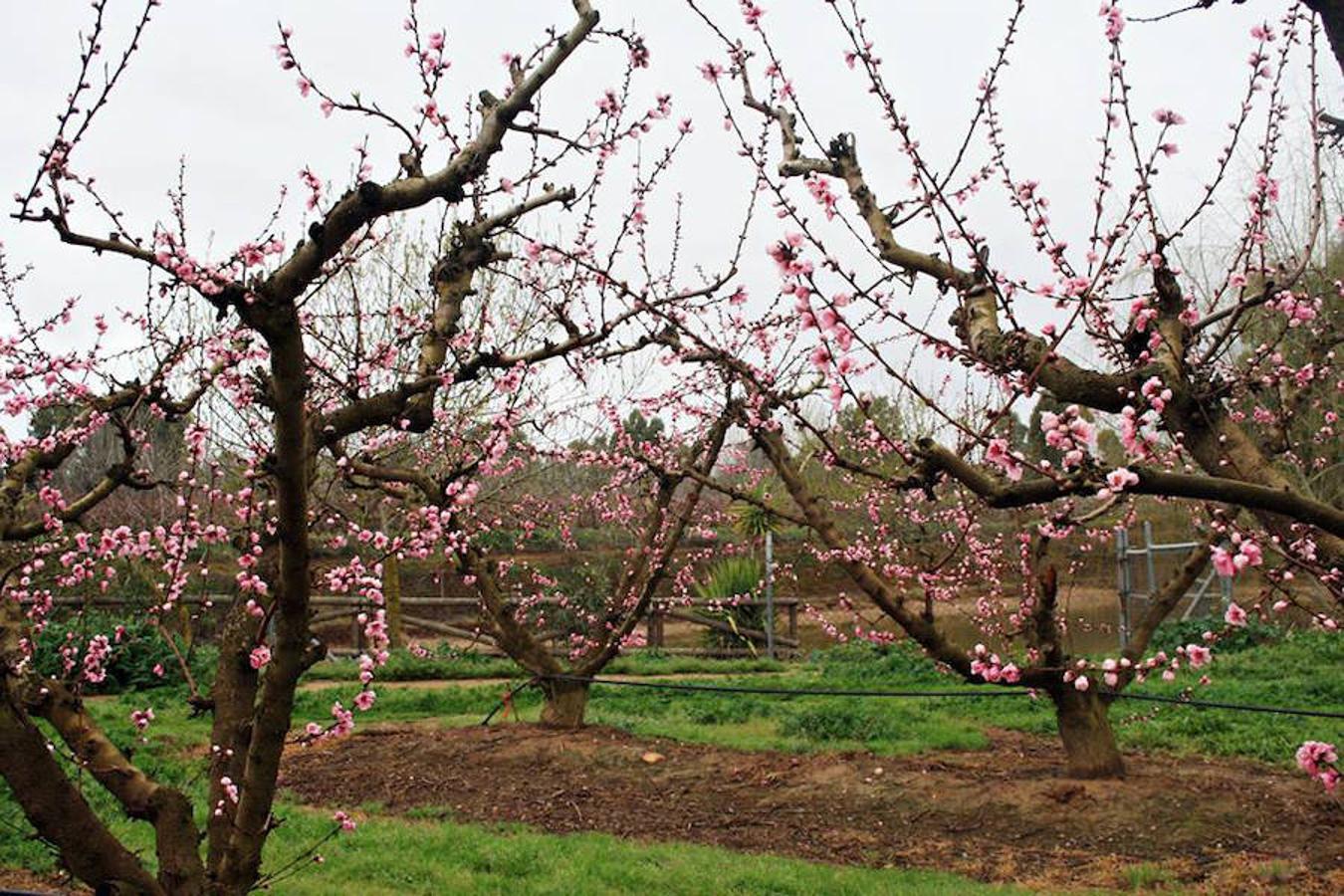 La floración acerca la primavera a Valdelacalzada