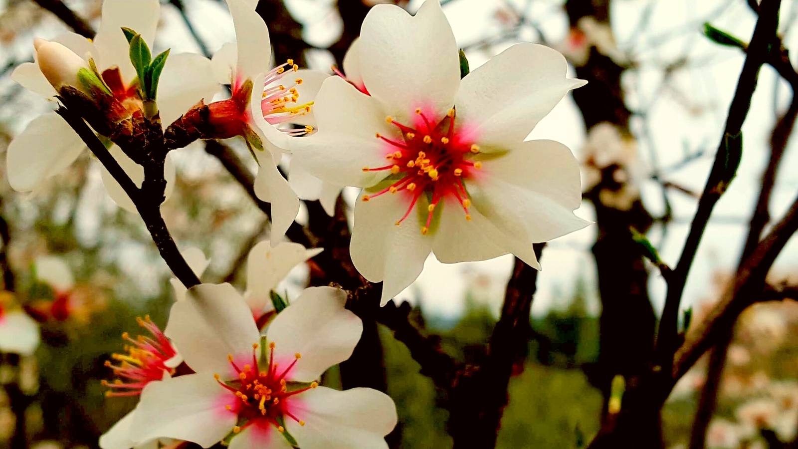 La primavera en la Siberia extremeña