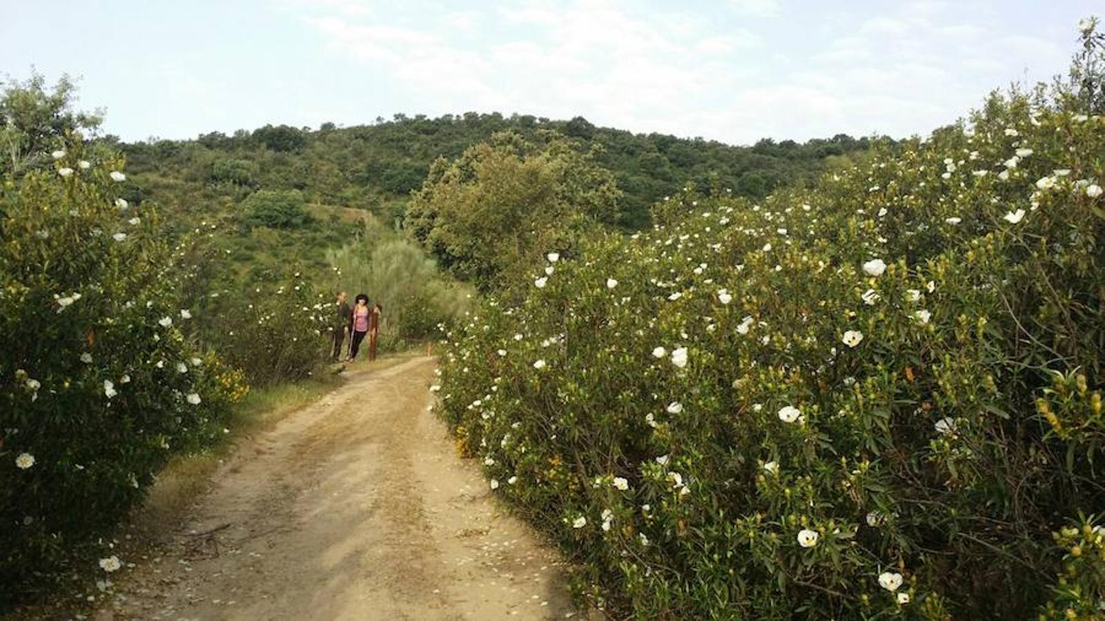 Más de 1.100 senderistas disfrutan de la XVII Ruta del Rey Jayón