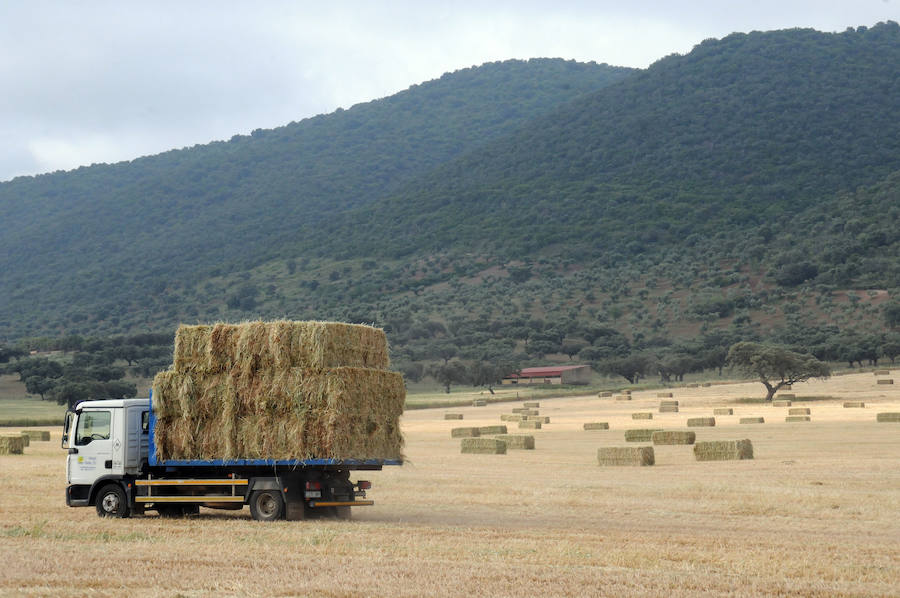 Cereal en Extremadura, poco y a bajo precio