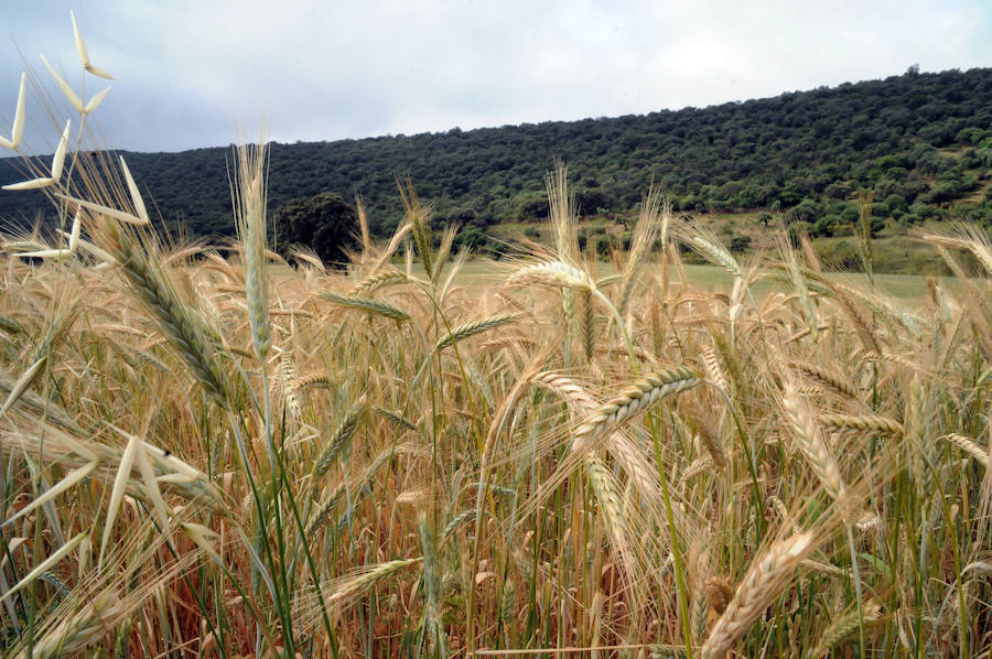 Cereal en Extremadura, poco y a bajo precio