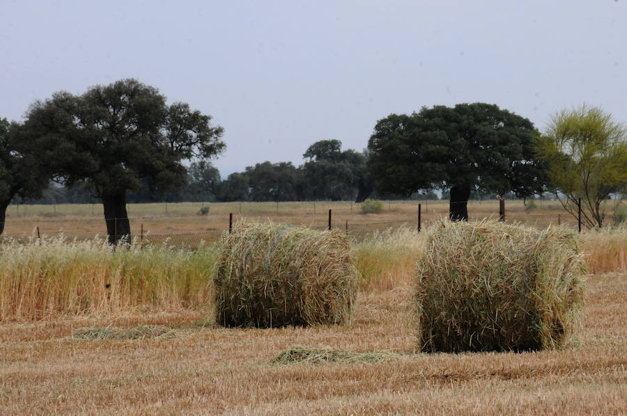 Cereal en Extremadura, poco y a bajo precio